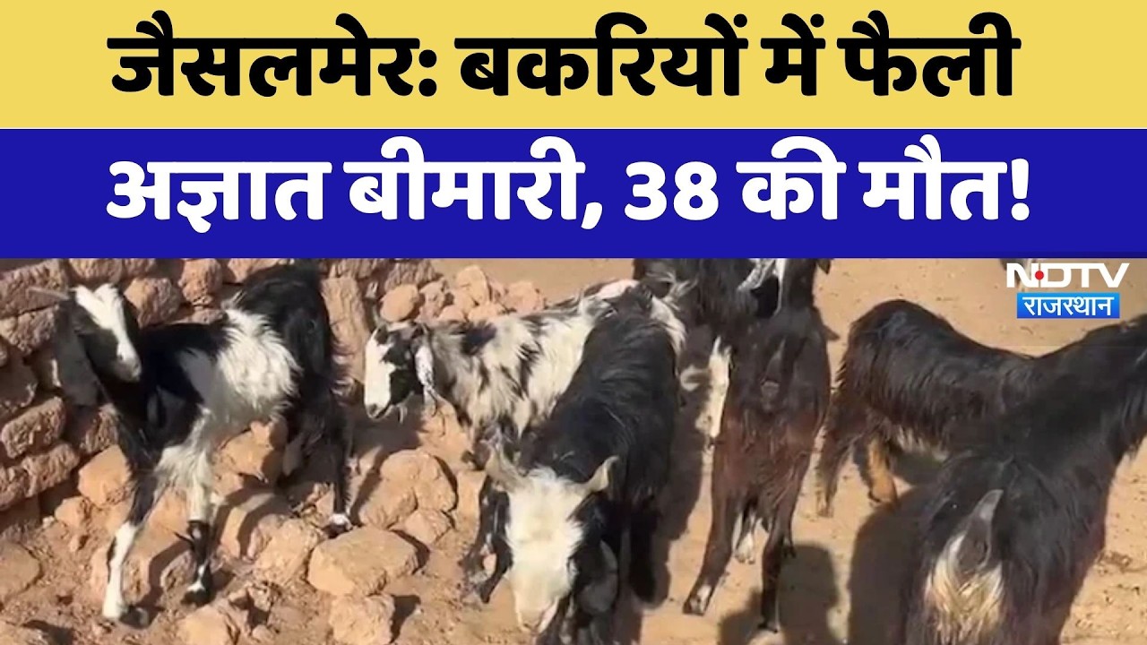 Jaisalmer: Goats में फैली रहस्यमयी बीमारी,  38 की मौत, पशुपालकों में मचा हड़कंप!