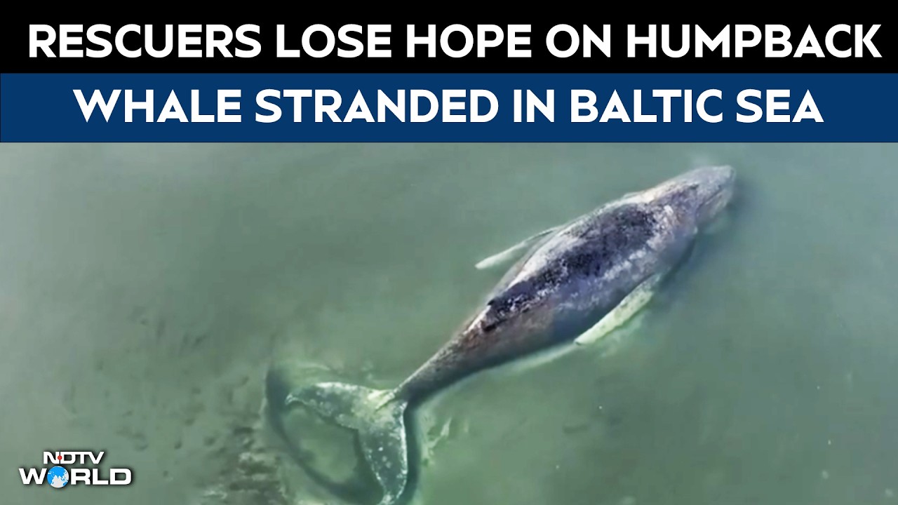 &ldquo;Timmy&rdquo; The Stranded Humpback Whale In Baltic Sea Likely To Die, Rescuers Lose Hope