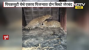 Pune Leopard News | पुण्यातील पिंपळसुटी येथे एकाच पिंजऱ्यात दोन बिबटे जेरबंद, नागरिक भयभीत