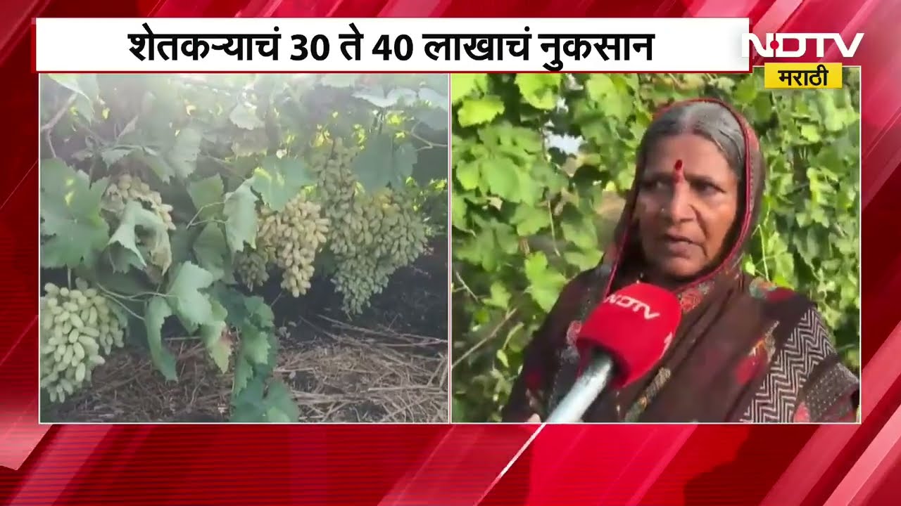 Dharashiv मध्ये वादळामुळे द्राक्ष बाग उध्वस्त, शेतकऱ्यांचं तब्बल 40 लाखांचं नुकसान । NDTV मराठी