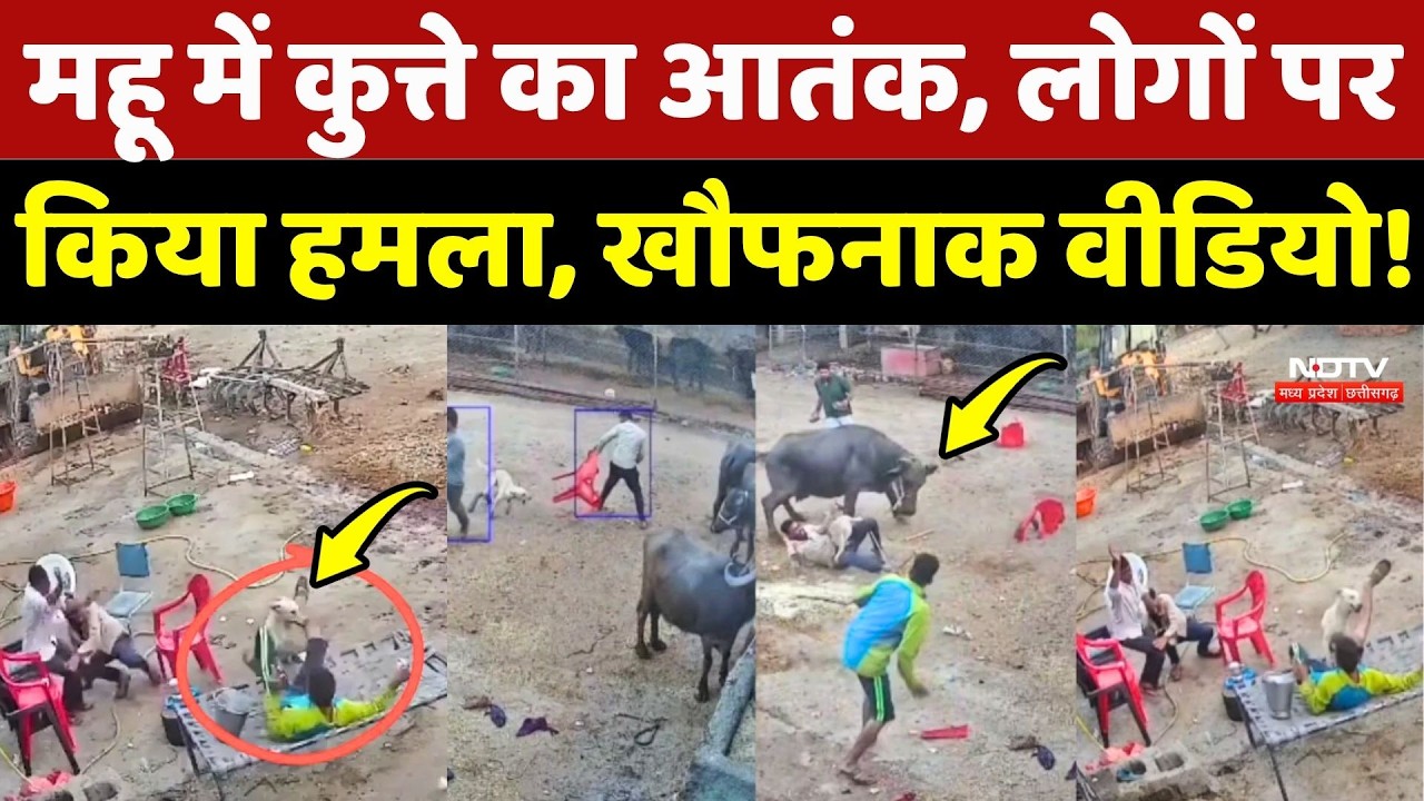 Dog Attack: Indore के Mau में कुत्ते का आतंक, लोगों पर किया हमला, खौफनाक वीडियो!