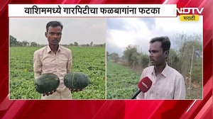 Washim Hail Storm | वाशिममध्ये गारपिटीचा फळबागांना फटका, टरबूज शेतीचं मोठं नुकसान