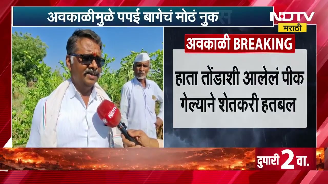 Ahilyanagar मध्ये अवकाळीमुळे पपई बागेचं मोठं नुकसान | NDTV मराठी