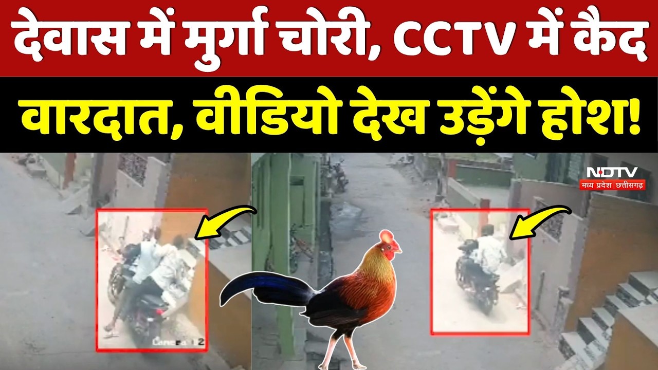 Dewas में मुर्गा चोरी, CCTV में कैद वारदात, वीडियो देख उड़ेंगे होश!