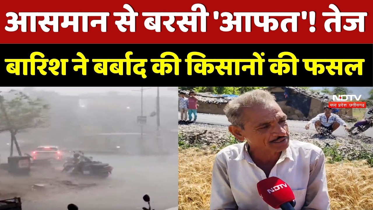 Crop Damage by Rain: ओलावृष्टि से सफेद हुई सड़कें, किसानों की कमर टूटी, फसलें बर्बाद। Top News । MP