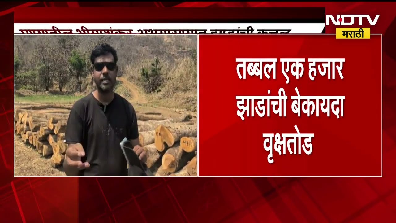 पुण्यातील भीमाशंकर अभयारण्यात झाडांची कत्तल, तब्बल 1 हजार झाडं कापली