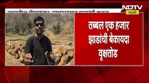 पुण्यातील भीमाशंकर अभयारण्यात झाडांची कत्तल, तब्बल 1 हजार झाडं कापली