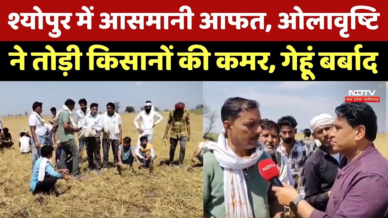 Hailstorm in Sheopur: आसमानी आफत, ओलावृष्टि ने तोड़ी किसानों की कमर, गेहूं बर्बाद। Top News । Report
