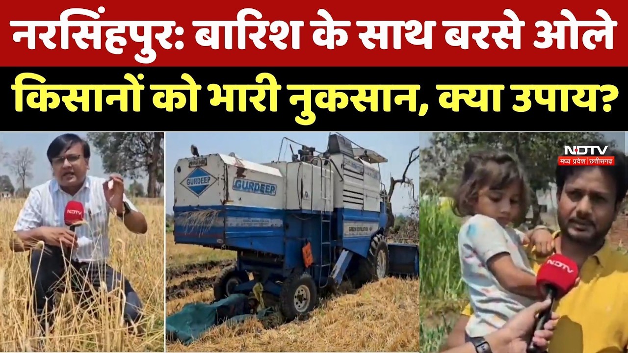 Narsinghpur Hailstorm: बारिश के साथ बरसे ओले, किसानों को भारी नुकसान, क्या उपाय?। Rain Alert । Top