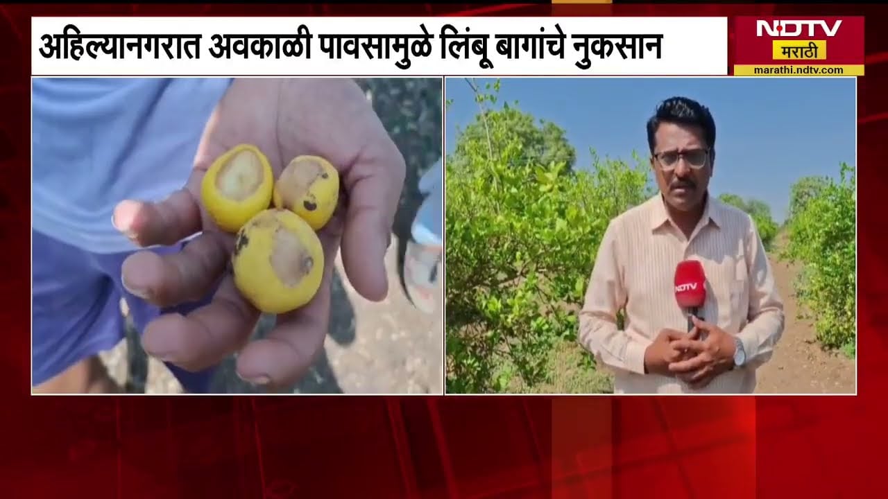 Unseasonal Rain in Ahilyanagar | अहिल्यानगरात अवकाळी पावसामुळे लिंबू बागांचे मोठं नुकसान