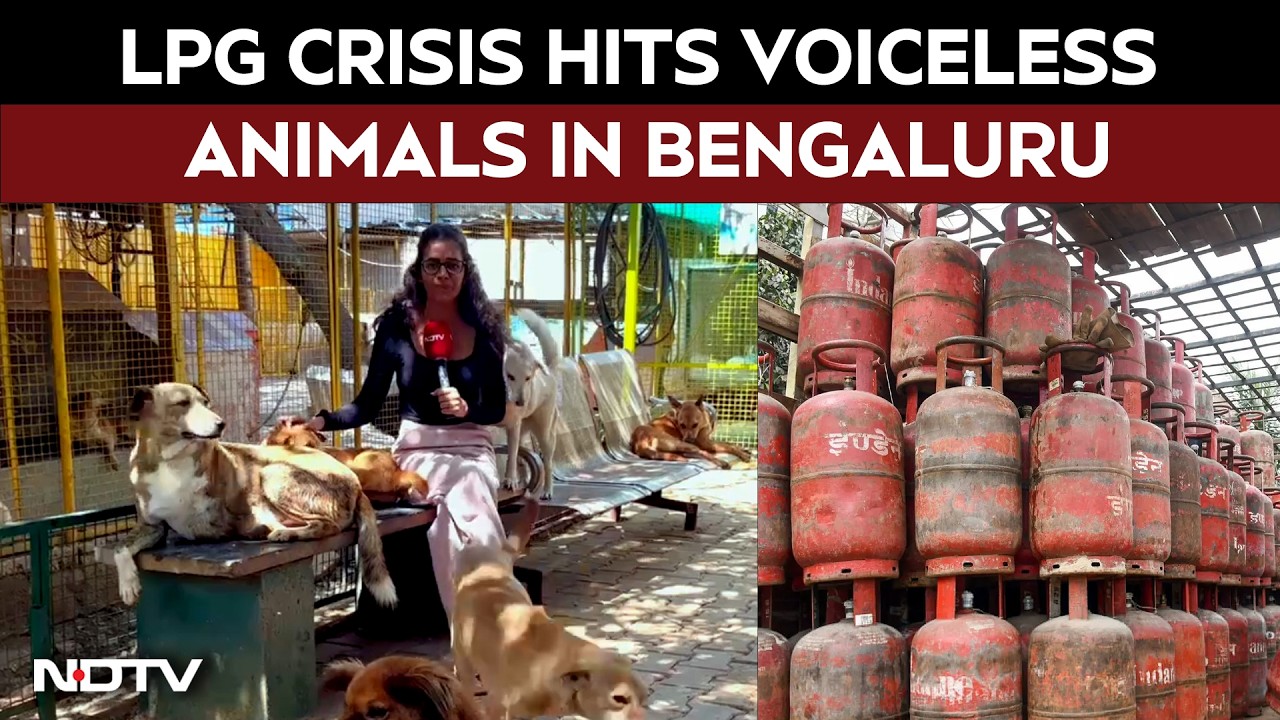 LPG Crisis Hits Voiceless Animals in Bengaluru, Hundreds of Dogs Left Waiting for Food
