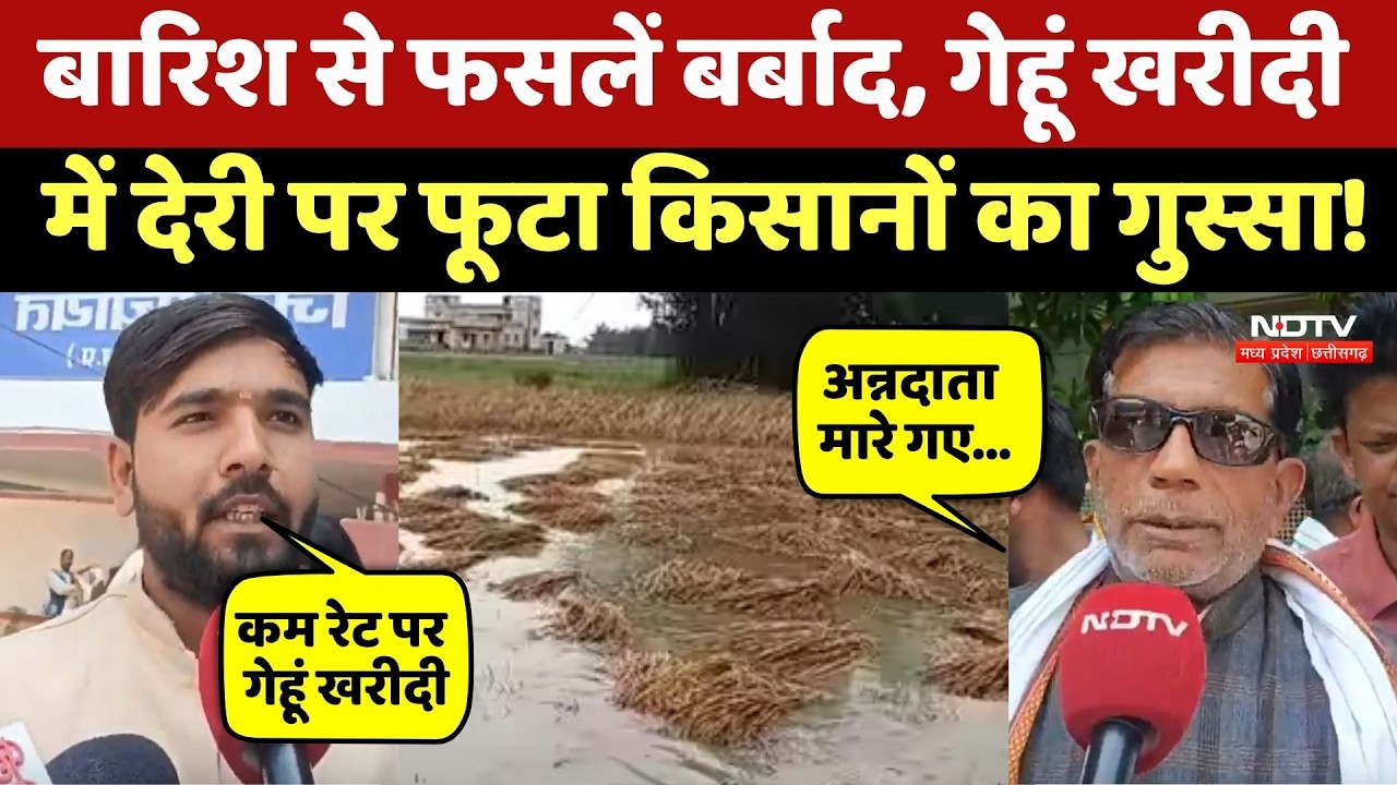 Chhatarpur News: बेमौसम बारिश और ओलावृष्टि से फसलें बर्बाद, गुस्साए Framers ने सुनिए क्या कहा?
