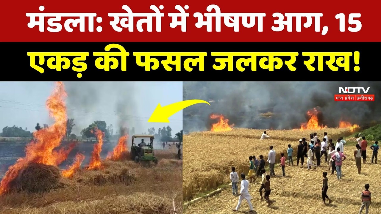 Mandla News: भीषण आग का तांडव! 15 एकड़ में खड़ी गेहूं की फसल जलकर हुई राख | NDTV MPCG | Breaking