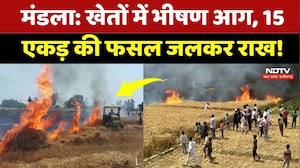 Mandla News: भीषण आग का तांडव! 15 एकड़ में खड़ी गेहूं की फसल जलकर हुई राख | NDTV MPCG | Breaking