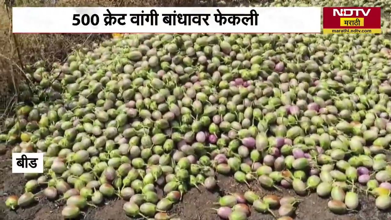 Beed | भाव कोसळला, शेतकऱ्याचा संताप उसळला; 500 क्रेट वांगी बांधावर फेकली