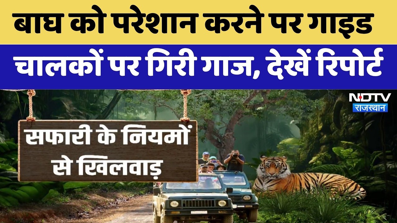 Sawai Madhopur: बाघ को परेशान करने पर गाइड चालकों पर गिरी गाज, देखें Report | Latest News