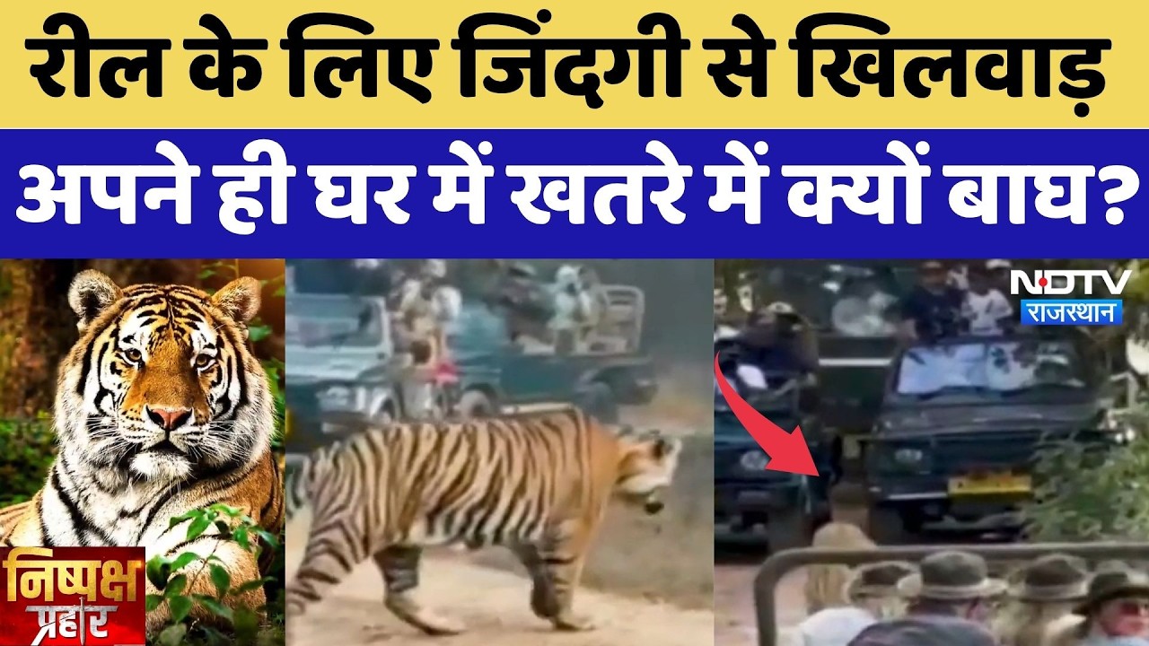 Ranthambore Tiger Safari: Reel के लिए जिंदगी से खिलवाड़, अपने ही घर में खतरे में क्यों बाघ? |Latest