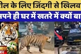 Ranthambore Tiger Safari: Reel के लिए जिंदगी से खिलवाड़, अपने ही घर में खतरे में क्यों बाघ? |Latest