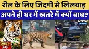 Ranthambore Tiger Safari: Reel के लिए जिंदगी से खिलवाड़, अपने ही घर में खतरे में क्यों बाघ? |Latest