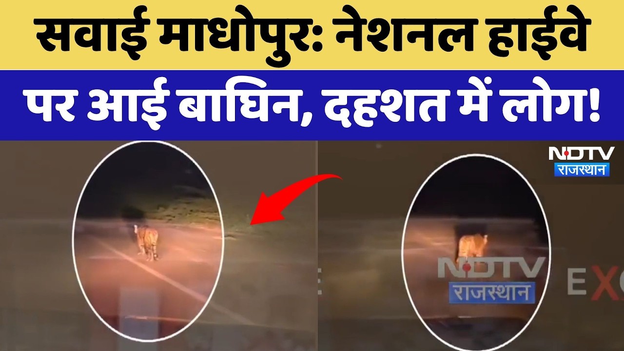 Sawai Madhopur: National Highway पर आई बाघिन, दहशत में लोग! | Latest News