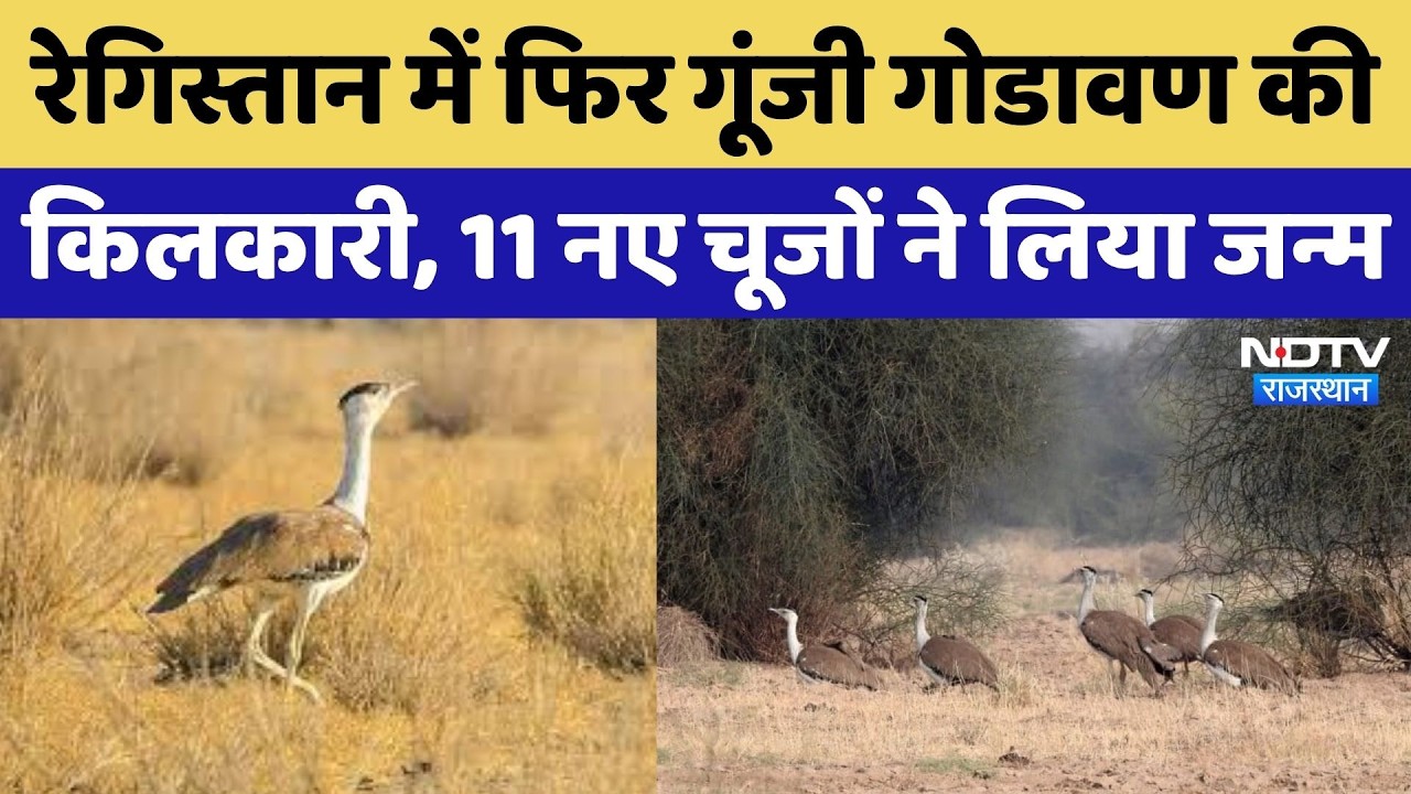 Great Indian Bustard: रेगिस्तान की शान गोडावण के संरक्षण में बड़ी सफलता, 11 नए चूजों ने लिया जन्म!