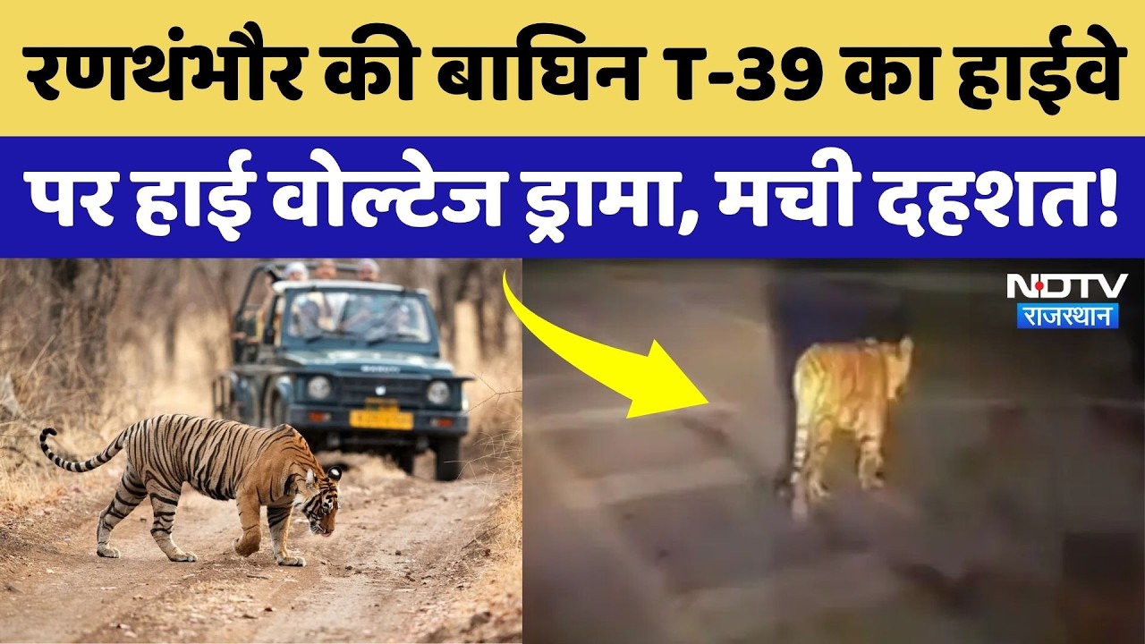 Ranthambore National Park से निकलकर 12 घंटे तक National Highway पर घूमती रही Tiger T-39 | Rajasthan