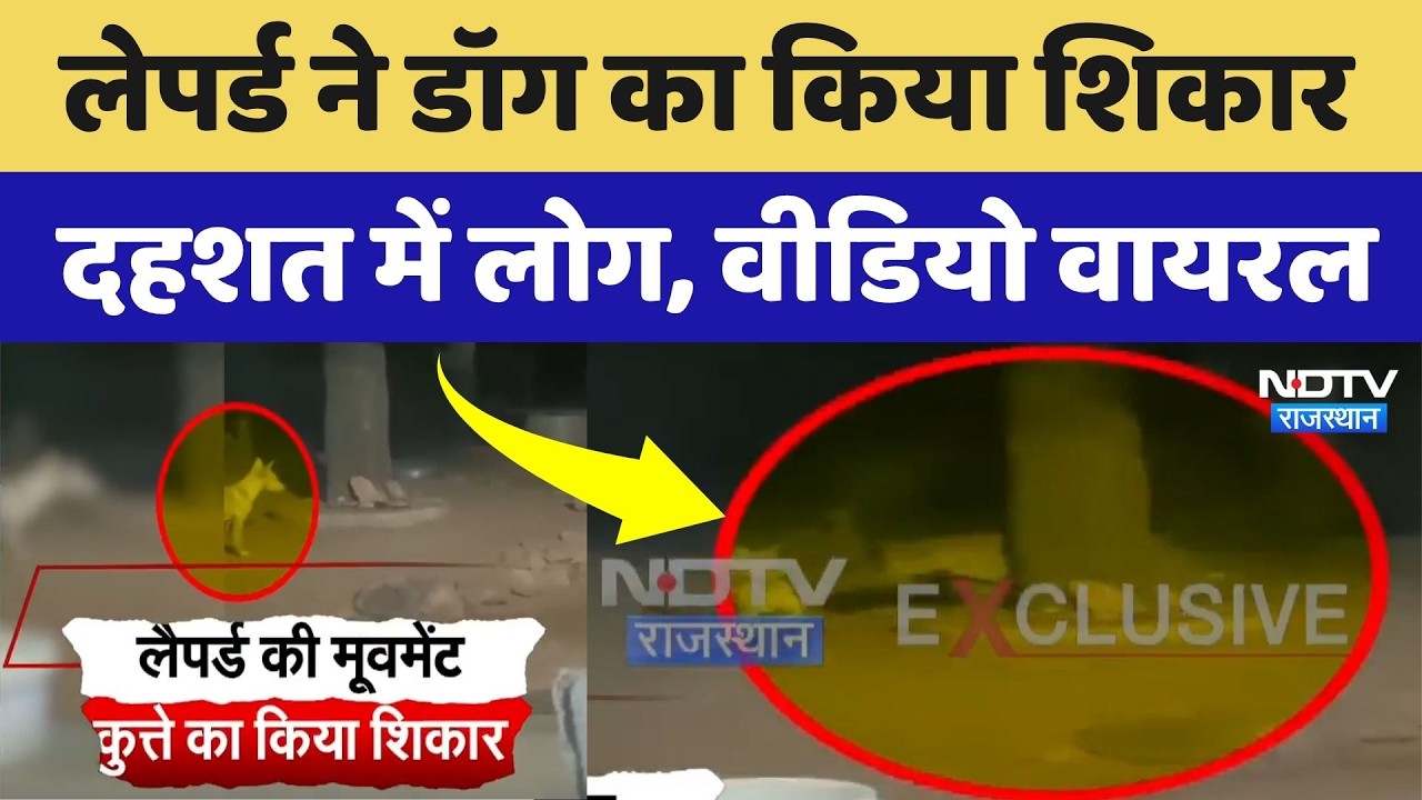 Leopard Attack Video Viral: कुत्ते का शिकार करते हुए तेंदुए का ये वीडियो तेजी से वायरल! Rajasthan