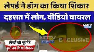 Leopard Attack Video Viral: कुत्ते का शिकार करते हुए तेंदुए का ये वीडियो तेजी से वायरल! Rajasthan