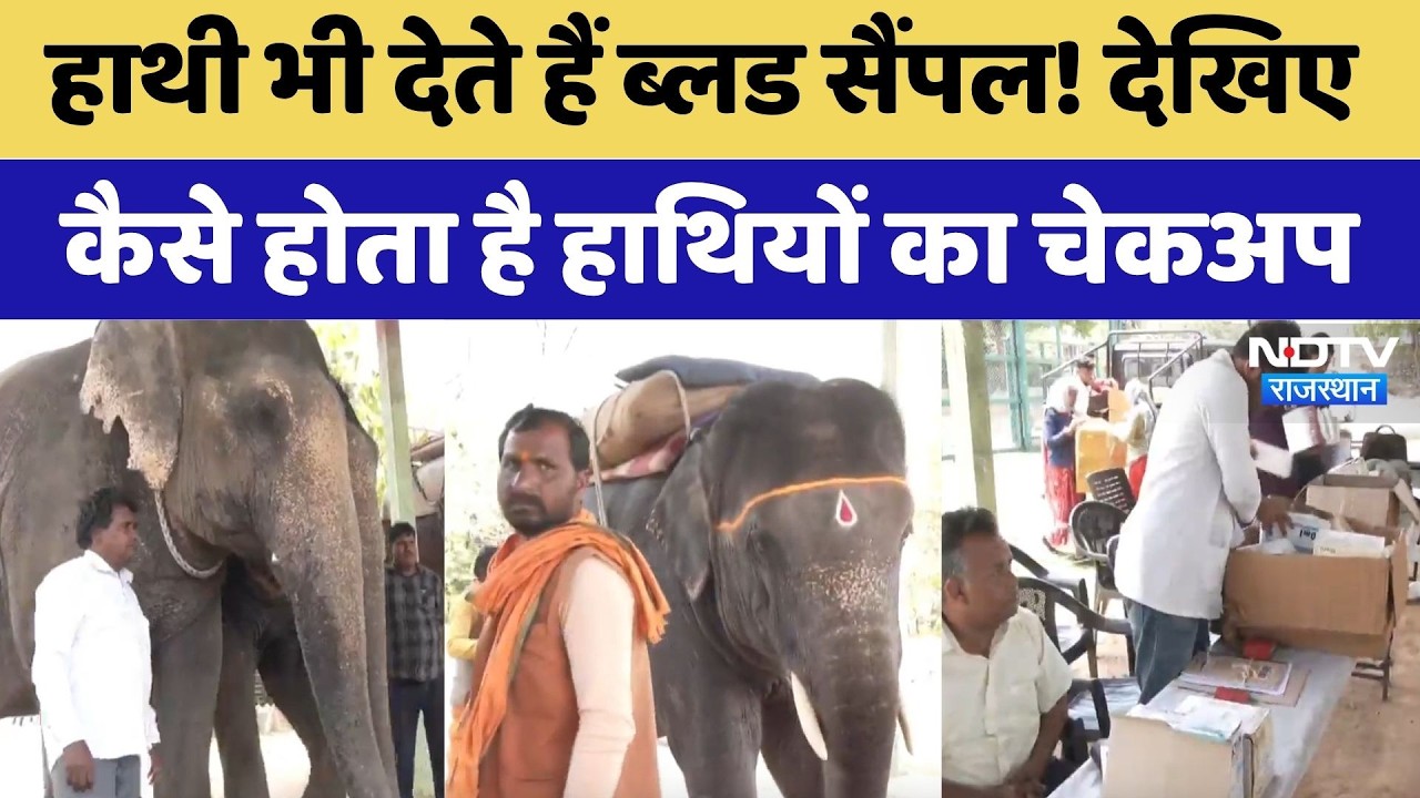 Jaipur News: Elephant भी देते हैं Blood Sample! देखिए कैसे होता है हाथियों का Checkup | Latest News
