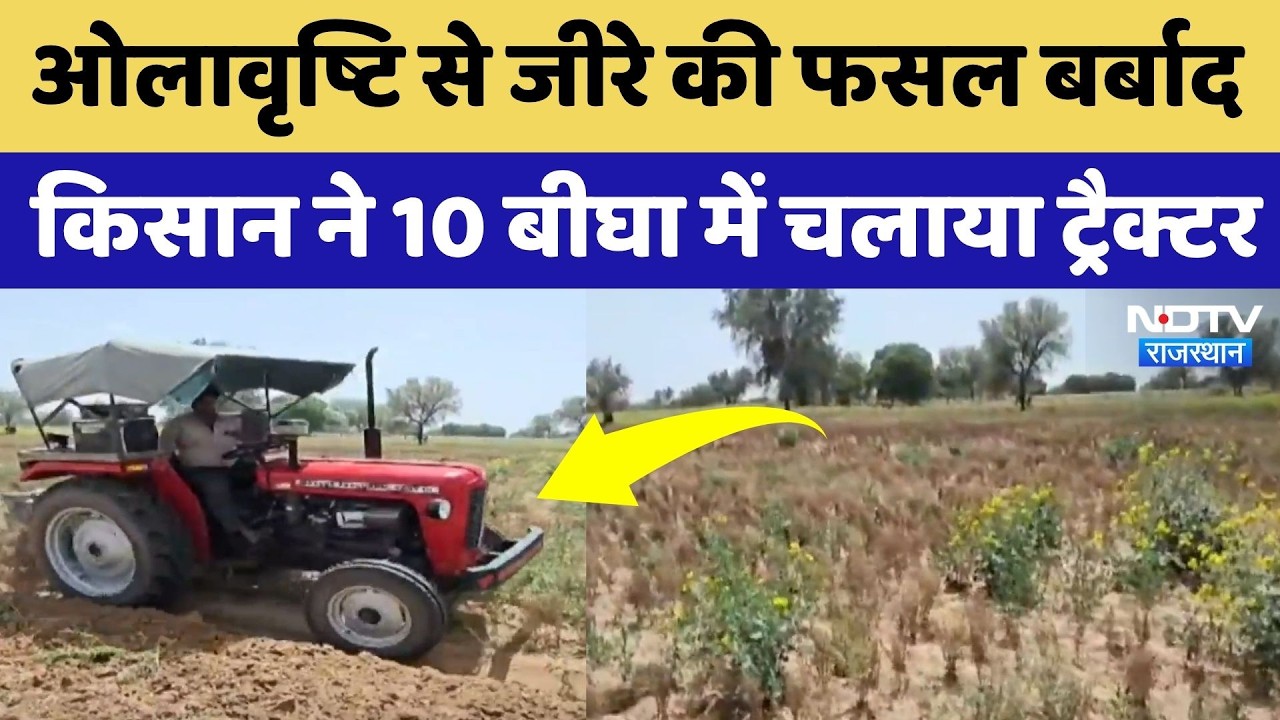 Phalodi News: किसान ने जीरे की खड़ी फसल पर चलाया दिया ट्रैक्टर! Farmers News | Crop Damage |Rajasthan