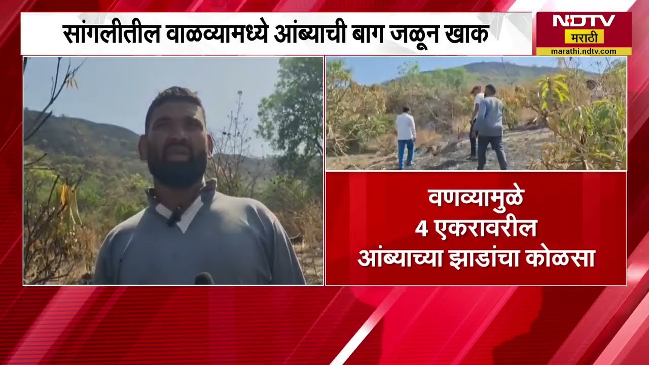 Sangli मधील वाळवामध्ये आंब्याची बाग जळून खाक | NDTV मराठी