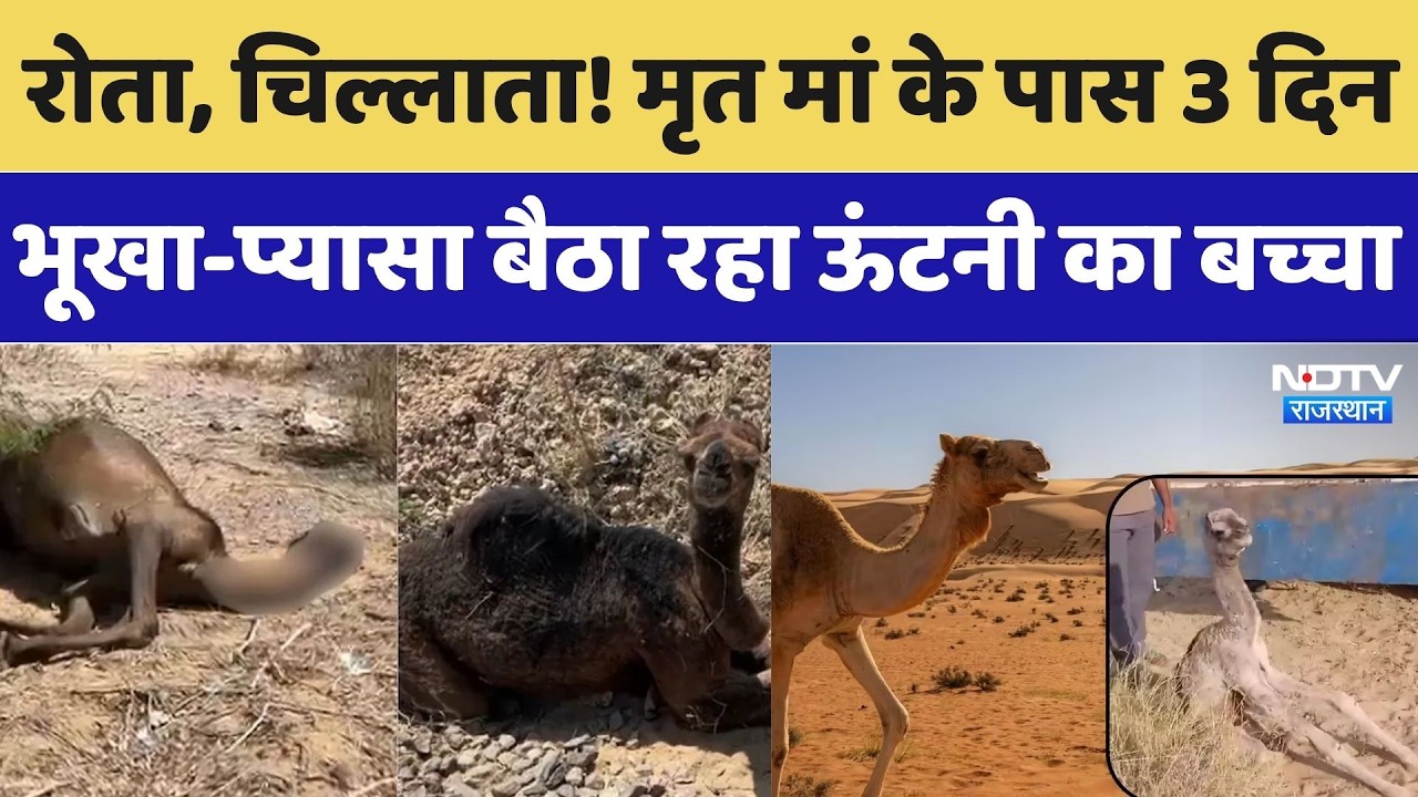 मृत मां के पास 3 दिन भूखा-प्यासा बैठा रहा ऊंटनी का बच्चा। Top News । Breaking
