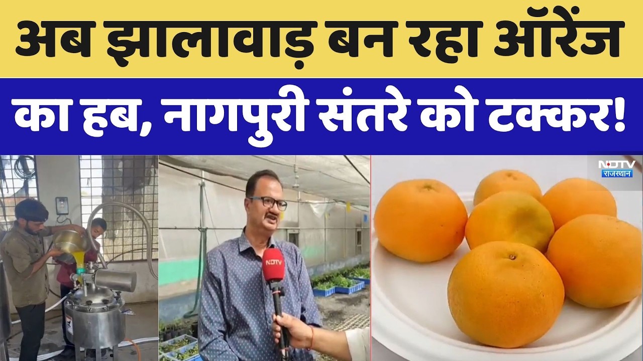 Rajasthan Orange Revolution: झालावाड़ के संतरे की बढ़ती पहचान, नागपुरी संतरे को दे रहा टक्कर। Top