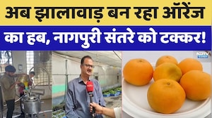 Rajasthan Orange Revolution: झालावाड़ के संतरे की बढ़ती पहचान, नागपुरी संतरे को दे रहा टक्कर। Top