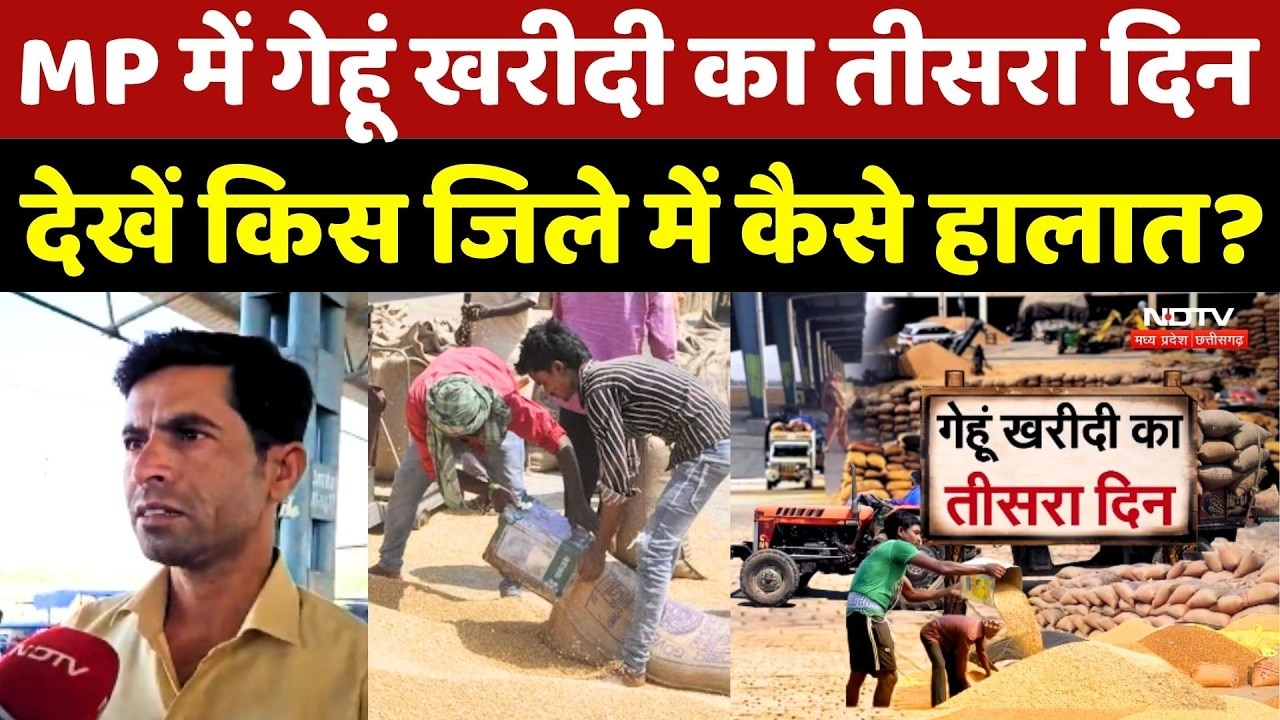 MP Gehu Kharidi 2026: गेहूं खरीदी का तीसरा दिन, देखें किस जिले में कैसे हैं हालात?