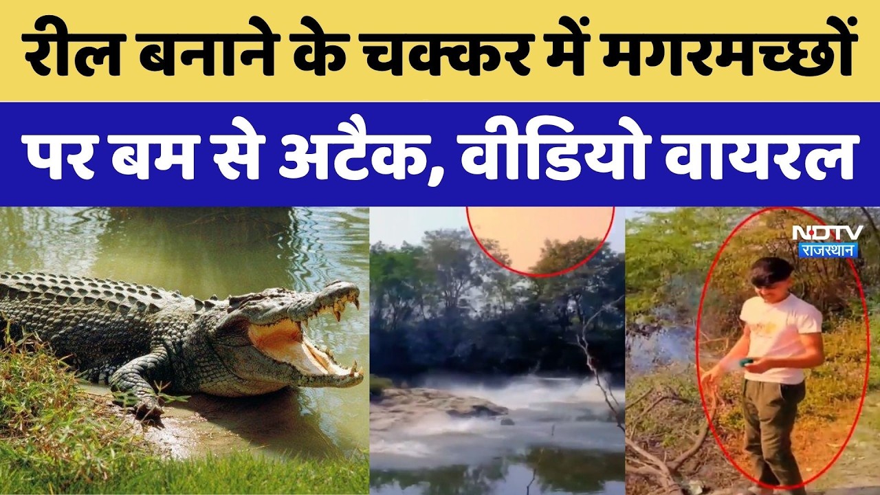 Kota News: Crocodiles पर सुतली Bomb फेंककर युवक ने बनाई Reel | Video Viral | Crime News