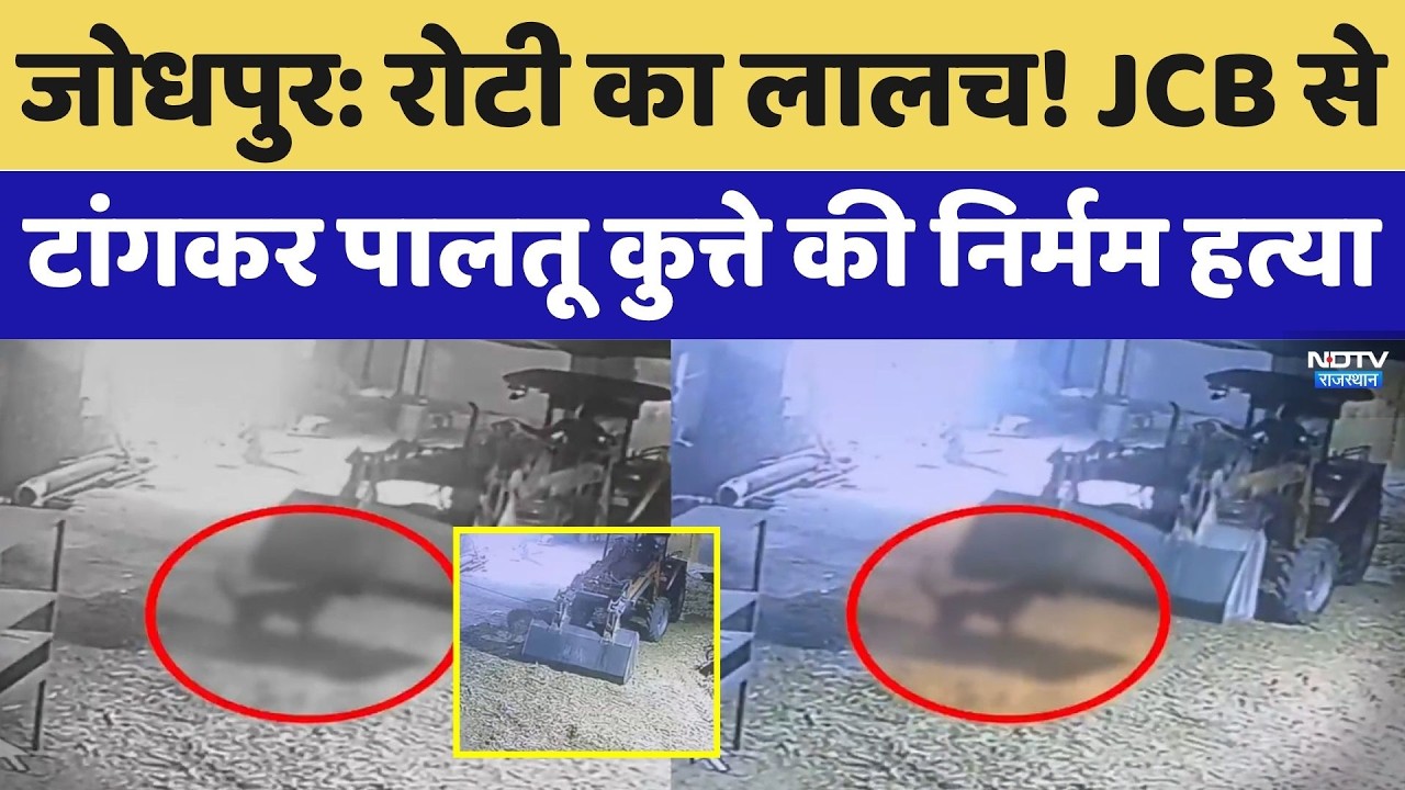 Jodhpur News: रोटी का लालच, कुत्ते को JCB से टांगकर पालतू कुत्ते की निर्मम हत्या। Top News। Breaking