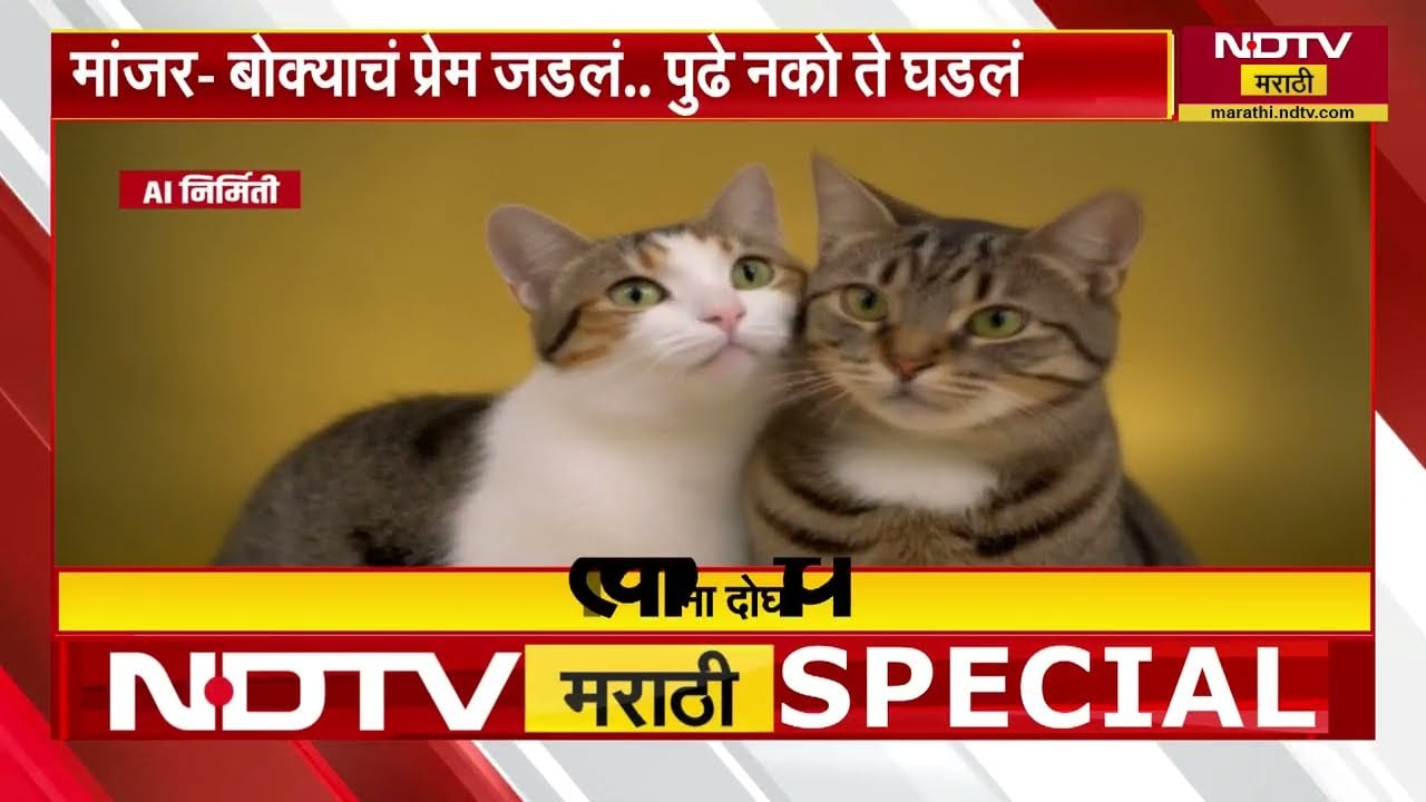 Special Report| मांजर- बोक्याचं प्रेम जडलं..पुढे नको ते घडलं; पाहा एका मांजर आणि बोक्याची Love Story