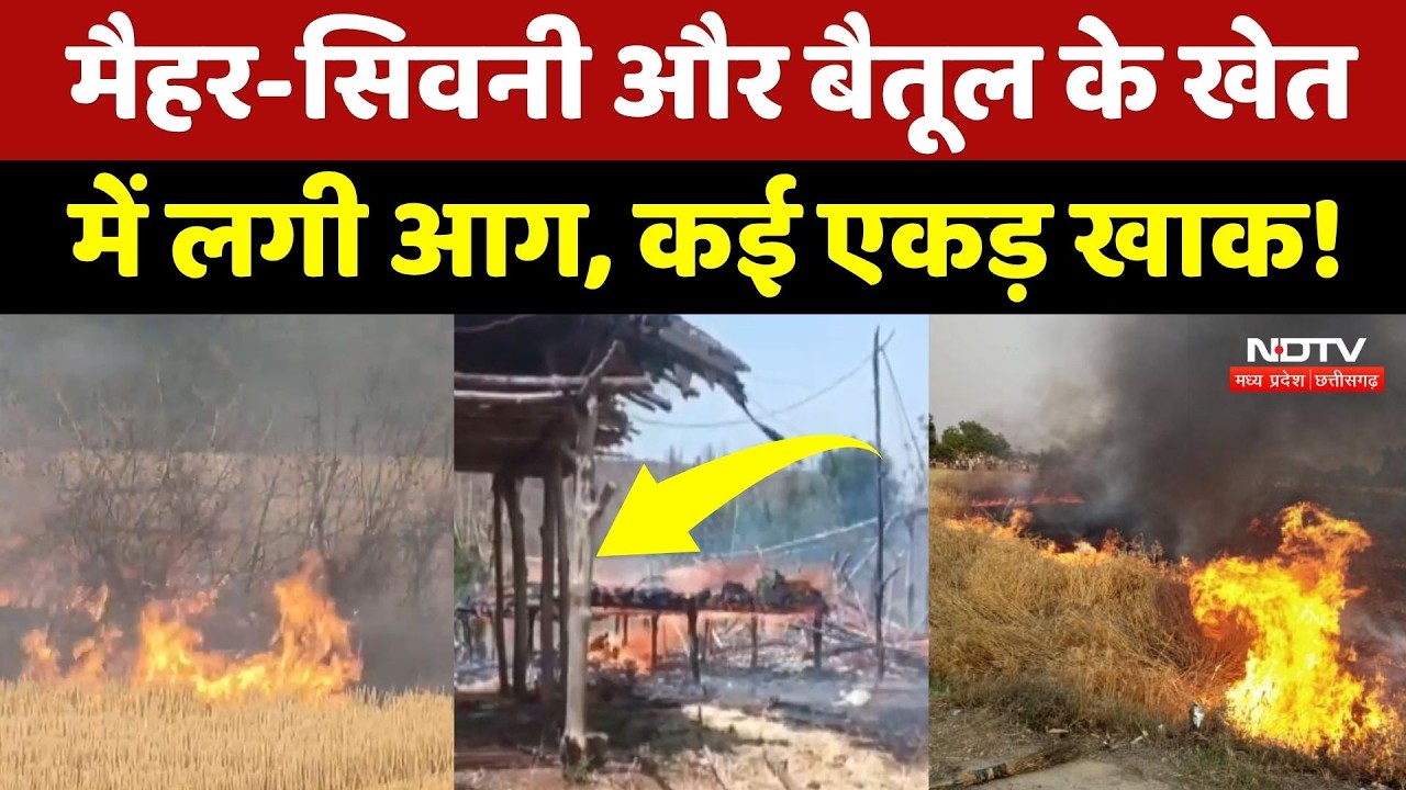 Maihar-Seoni और Betul के खेतों में भीषण आग, कई एकड़ फसल जलकर खाक | MP Farm Fire News | Breaking News