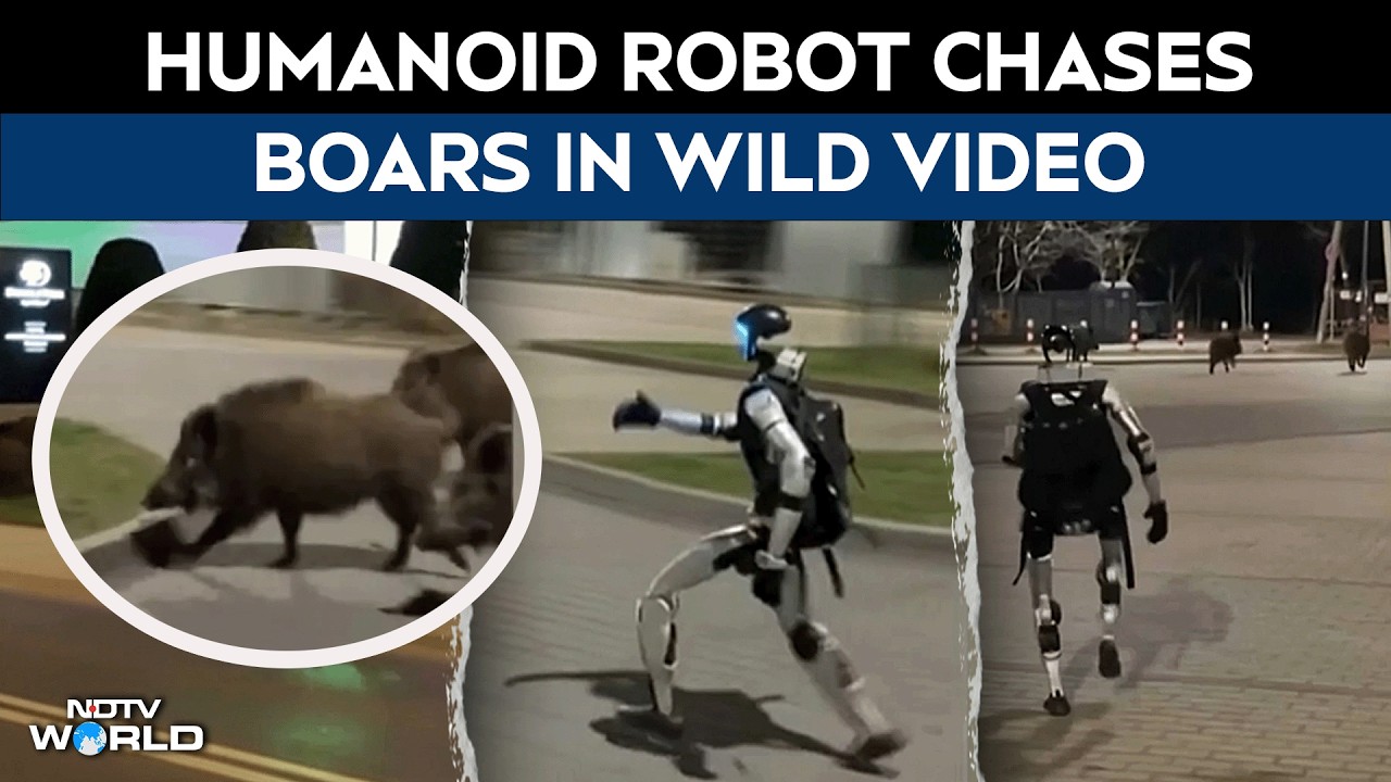 Viral Video | Humanoid Robot 'Edward' Chases Pack Of Wild Boars In Poland