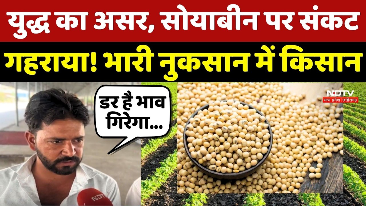 MP Soybean Crisis: War का असर, सोयाबीन पर संकट गहराया! भारी नुकसान में Farmer