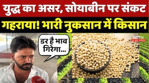 MP Soybean Crisis: War का असर, सोयाबीन पर संकट गहराया! भारी नुकसान में Farmer