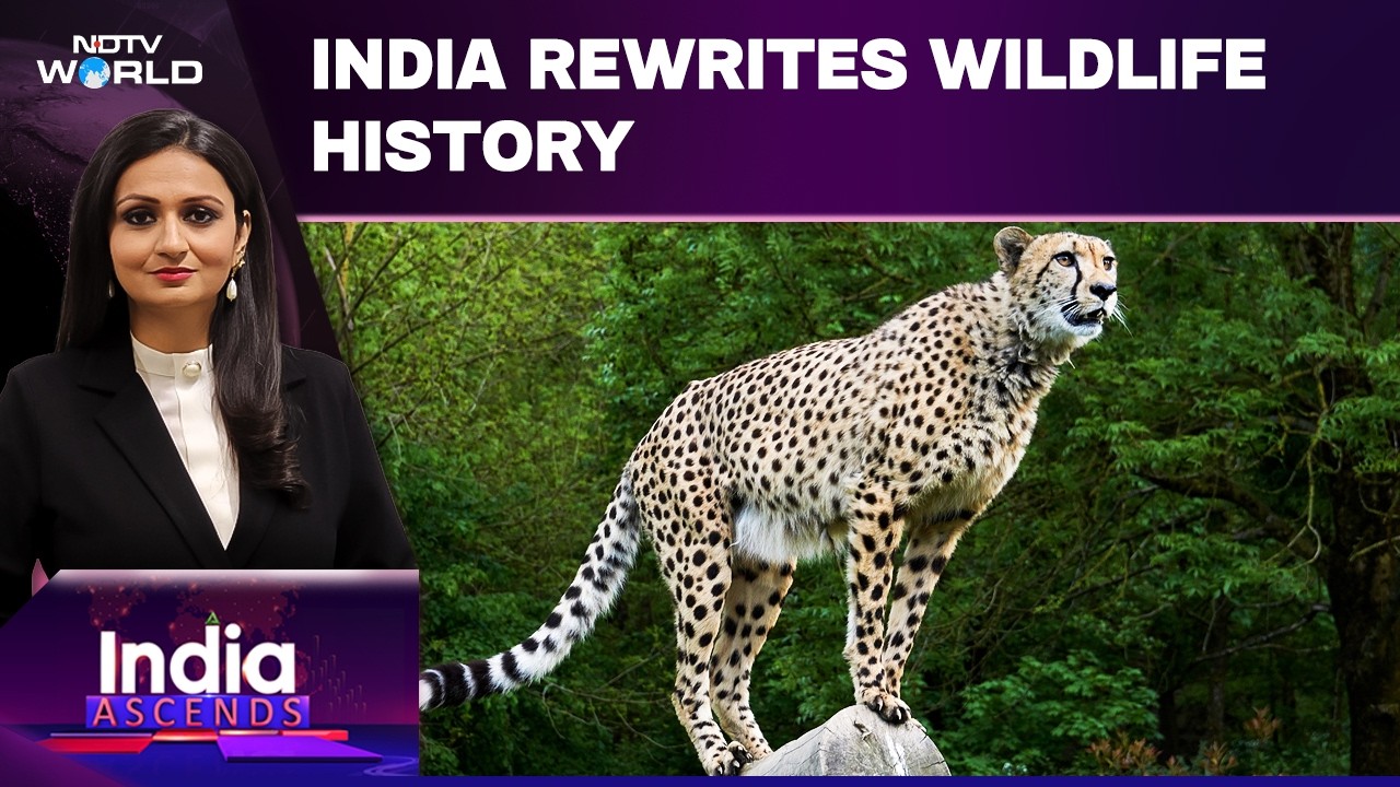 India's Mega Cheetah Comeback | 'Project Cheetah' Brings Big Cats Back From Extinction