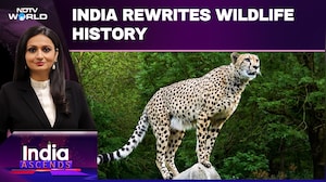 India's Mega Cheetah Comeback | 'Project Cheetah' Brings Big Cats Back From Extinction