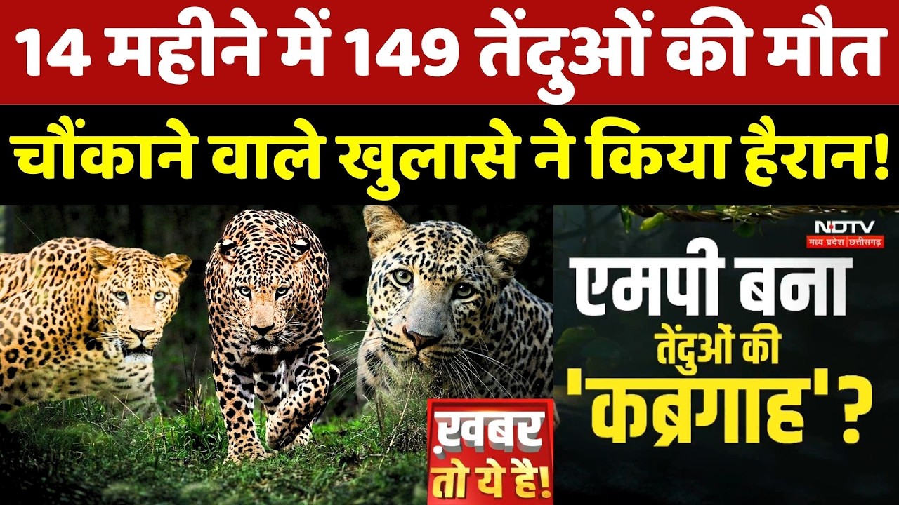 Leopards Death In MP: 14 महीने में 149 तेंदुओं की मौत, चौंकाने वाले खुलासे ने किया हैरान!