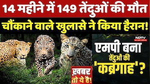 Leopards Death In MP: 14 महीने में 149 तेंदुओं की मौत, चौंकाने वाले खुलासे ने किया हैरान!