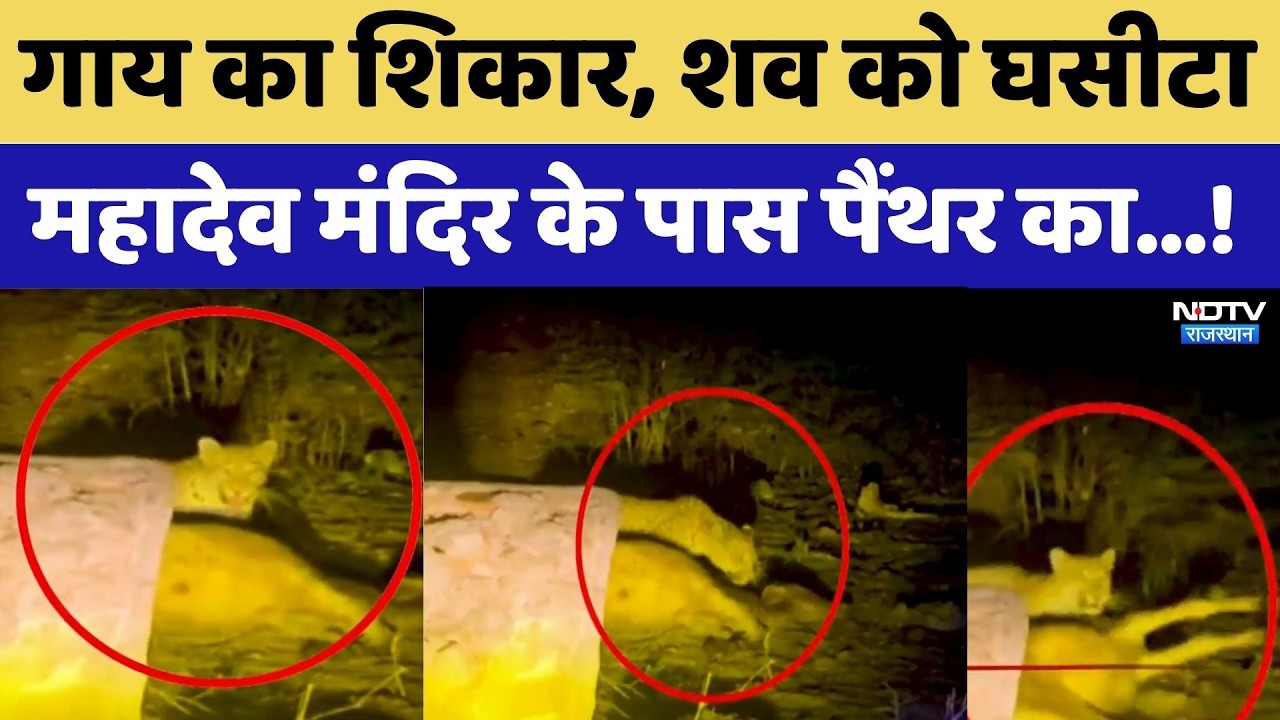 Panther Attack: मंदिर के पास पैंथर का हमला, गाय का शिकार कर घसीटा शव, इलाके में दहशत। Top News