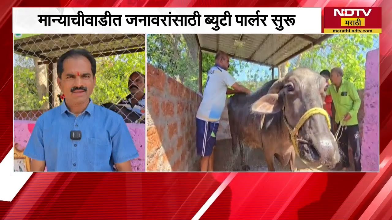 अरे व्वा... चक्क गाई, म्हशींसाठी Beauty Parlour साताऱ्याच्या मान्याचीवाडीचा जबरदस्त उपक्रम | NDTV