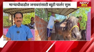 अरे व्वा... चक्क गाई, म्हशींसाठी Beauty Parlour साताऱ्याच्या मान्याचीवाडीचा जबरदस्त उपक्रम | NDTV