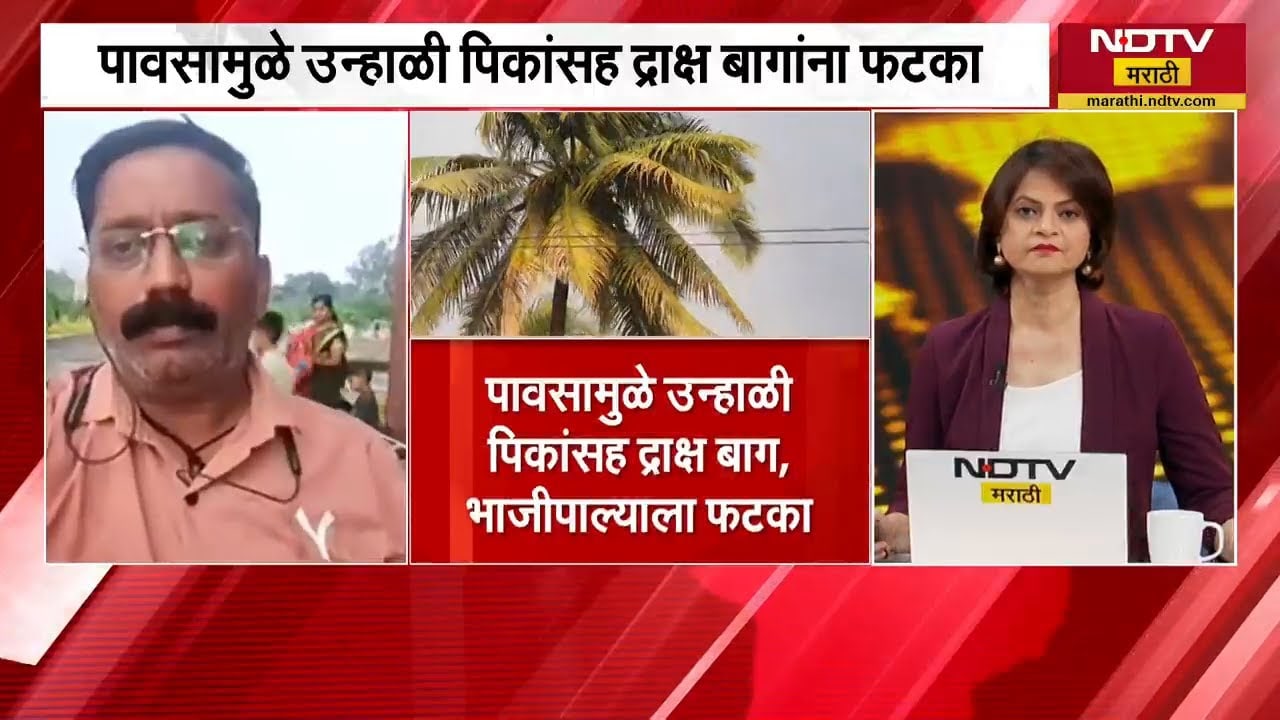Sangli जिल्ह्यात वादळी वाऱ्यासह गारांचा पाऊस, शेतकऱ्यांचं मोठं नुकसान | Heavy Rain | NDTV मराठी
